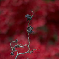 Contorted Filbert Twig
