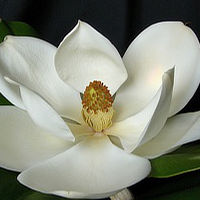 Magnolia Blossom