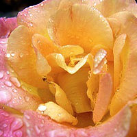 Pink and Yellow Rose edited
