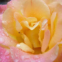 Pink and Yellow Rose unedited